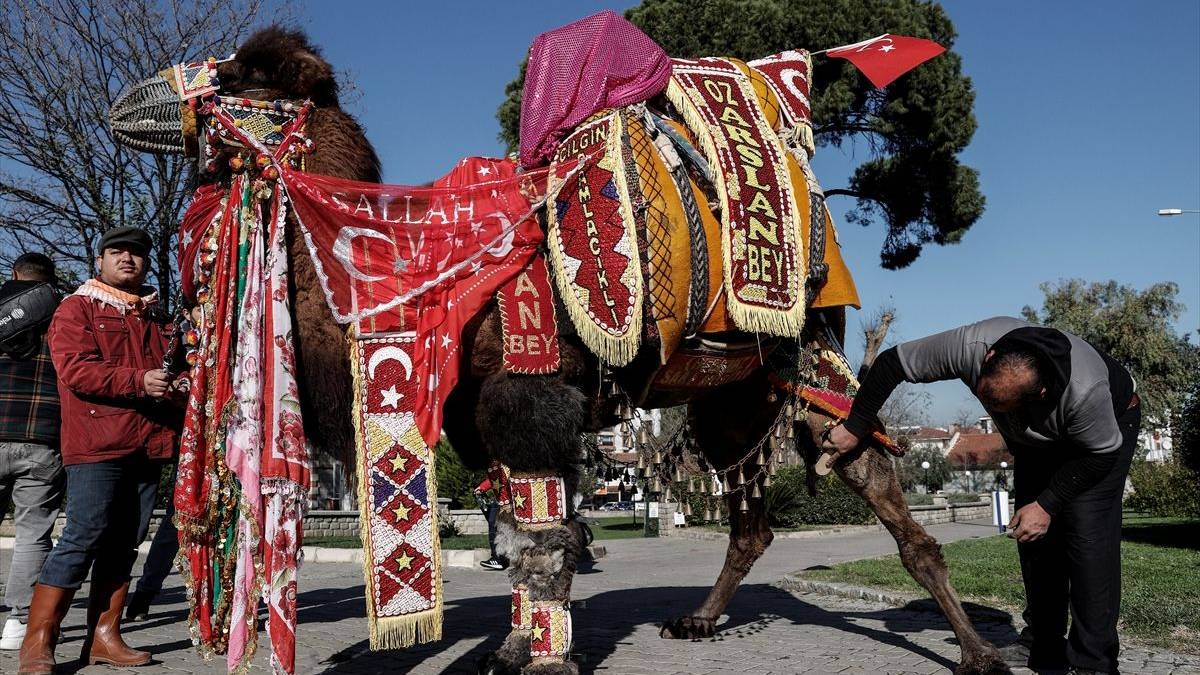 Bu hayvanı yetiştiren servete konuyor! Gelin gibi 150 bin TL’ye süsleniyor, değeri 1 milyon TL’yi buluyor