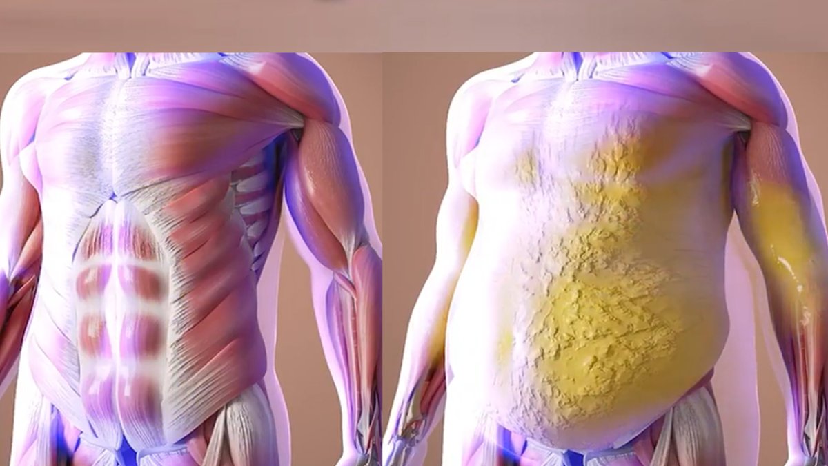 Yiyecekler yağa dönüşüyor! Metabolizmanın gizli dünyası çözüldü