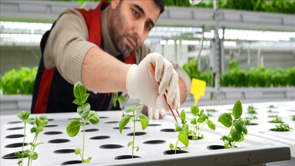 Yerin metrelerce altında yetişiyor, tonlarla ürün veriyor! Dünyanın en derin üretim merkezi: İstanbul'da yapılıyor