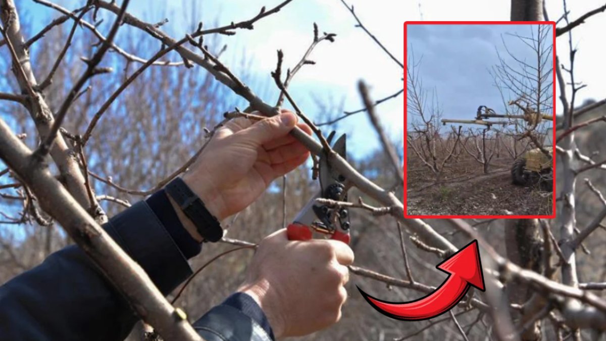 Sonunda bunu da yaptılar! Tarım yapmak artık çok kolay: Ağaç budama derdine son veren teknoloji