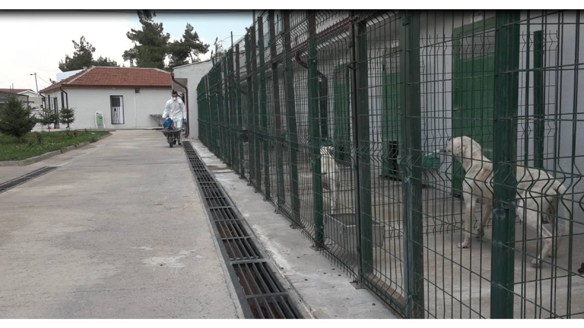 Sokak hayvanları emin ellerde yaşamını sürdürüyor