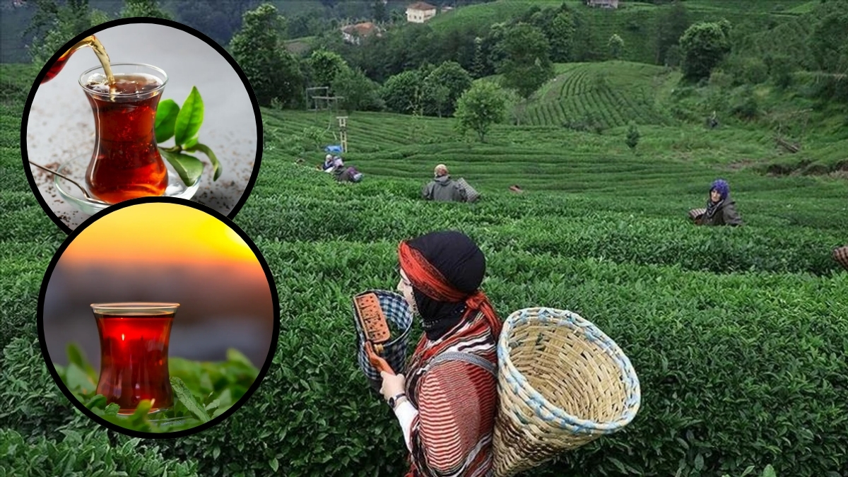 Neredeyse Türkler kadar çay içiyorlar! En çok Türk çayı alan 3 ülke belli oldu: Rizeliler çay yetiştiremiyor