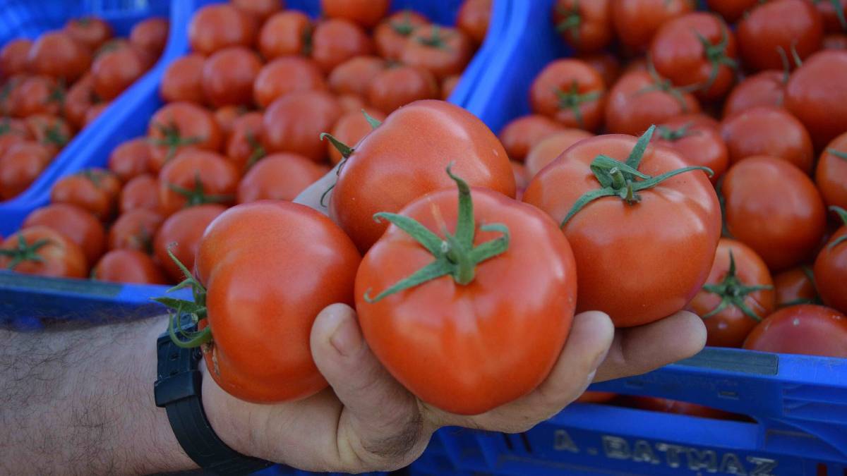 Domatesin yolculuğunda fiyat arttı: Antalya’dan İstanbul’a varana kadar yüzde 60 zam