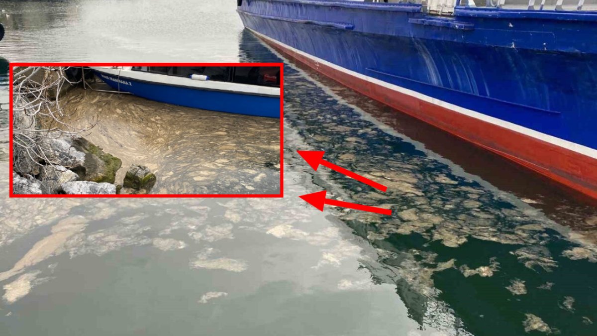 En son 3 yıl önce görülmüştü! Tekrar ortaya çıktılar: Marmara Denizi'nin yüzeyi onlarla kaplandı