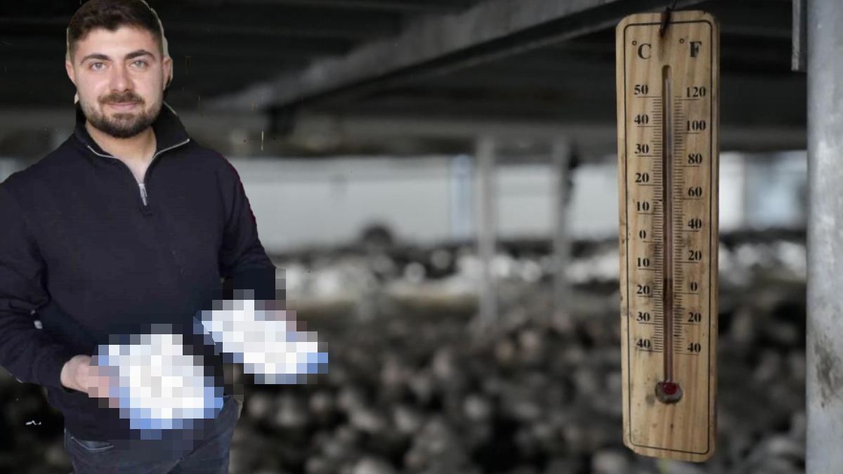 24 yaşında tek bir odada üretiyor, 3.5 ton verim alıyor! 44 günde bir bereketli hasat: 4 şehir ihtiyacını ondan karşılıyor