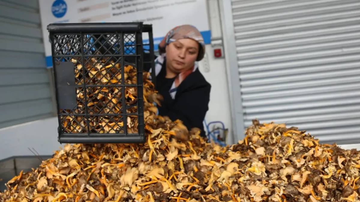 Kastamonu'da yok satıyor, az emekle çok getiri sağlıyor! En çok İsviçre ve Fransa’ya satılıyor