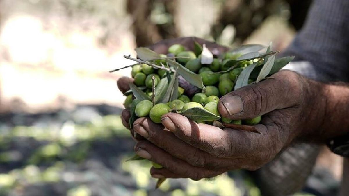Tariş sonunda açıkladı! 2024-2025 Tariş zeytin alım fiyatları: Üreticiden tepki yağdı