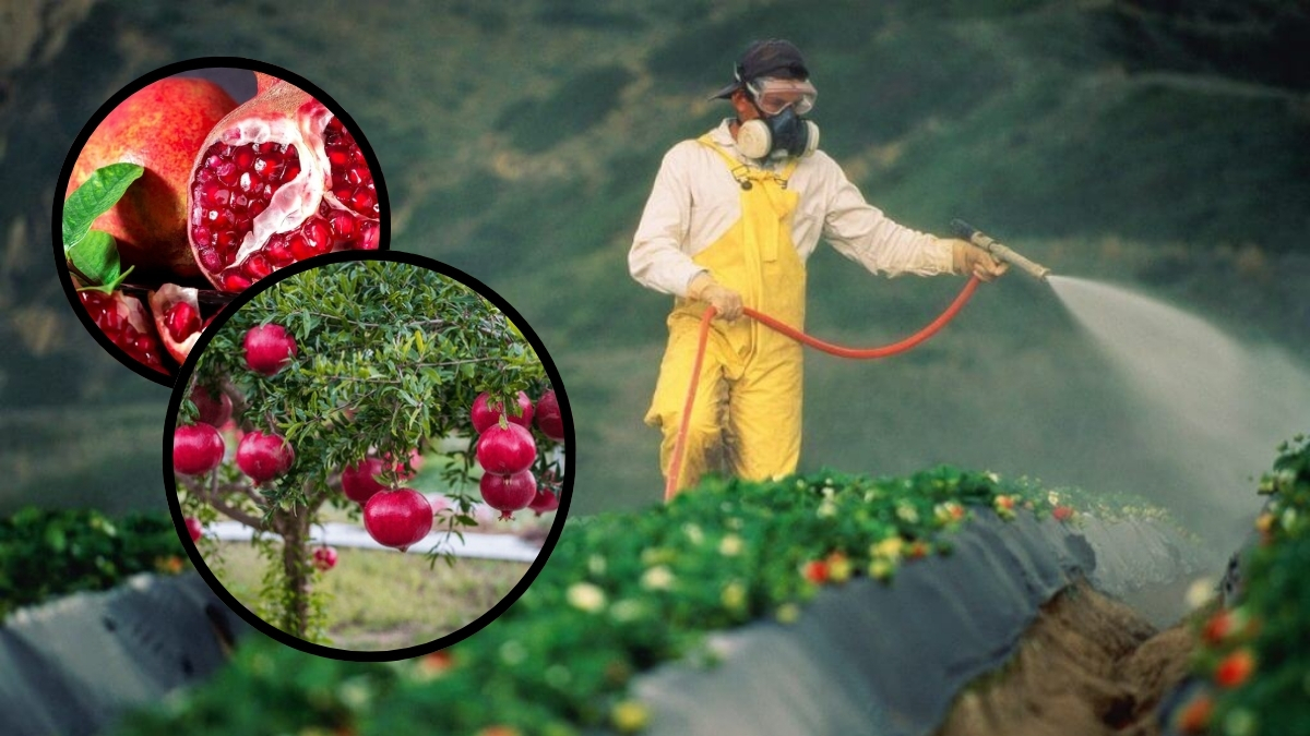 Antep fıstığı, incir, kuru kayısı derken bir üründe daha alarm! Almanya Türkiye'den aldığı o meyveleri piyasadan çekiyor