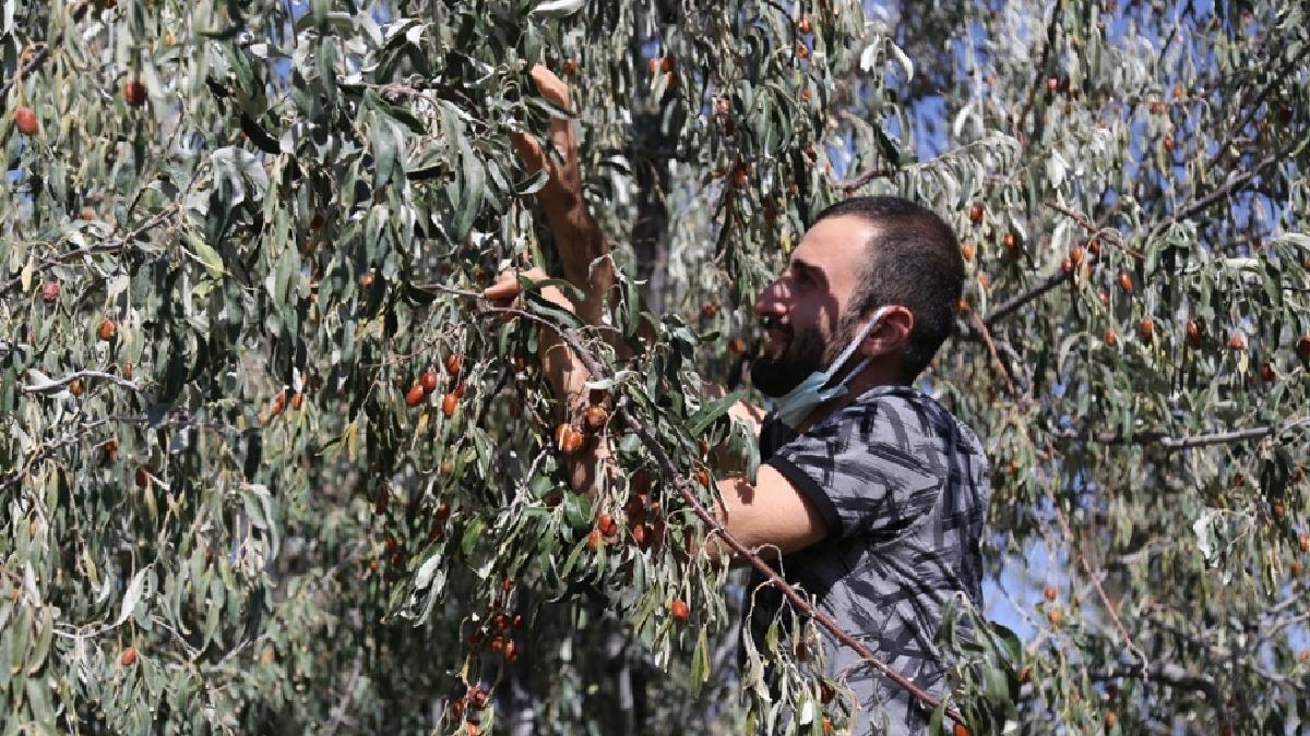 Bahçesinde tarlasında olan sahip çıksın! Ölümsüzlüğün bitkisi olarak kabul edildi: Artık herkesin gözdesi olacak