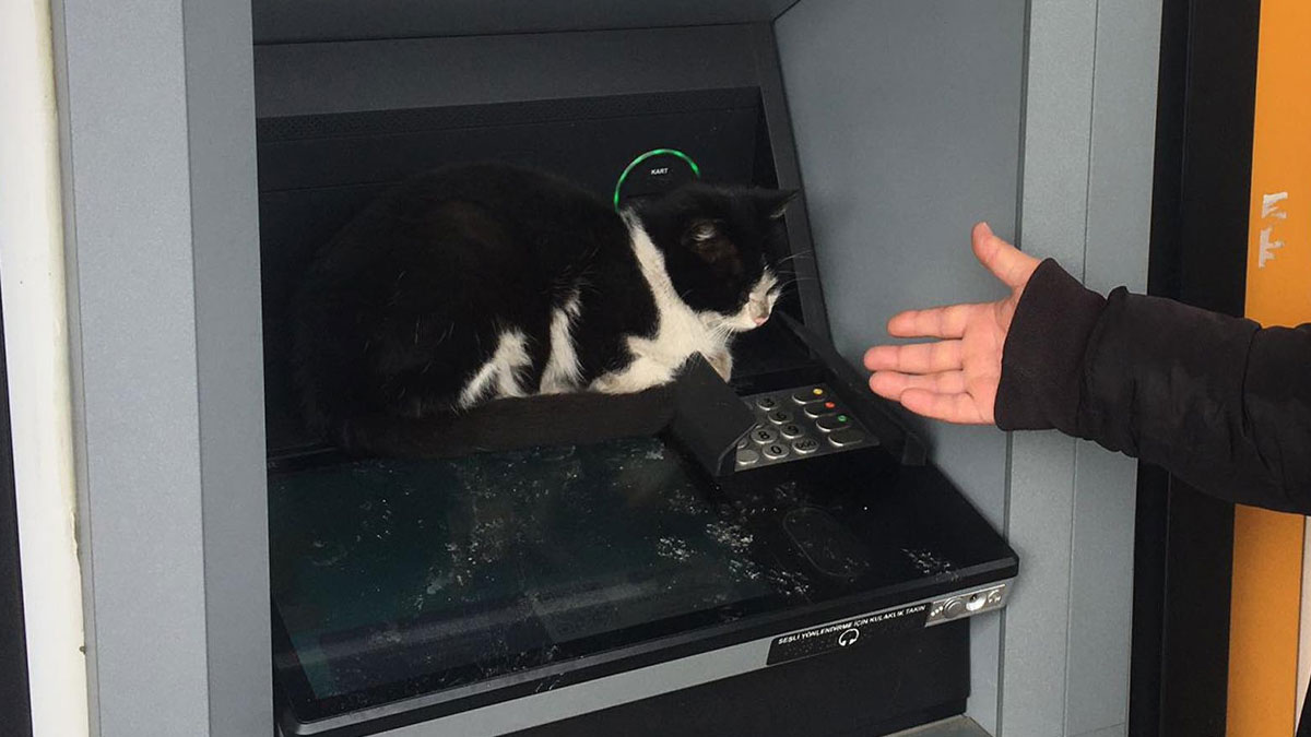 Soğuktan korunmaya çalışan kedi ATM'ye sığındı