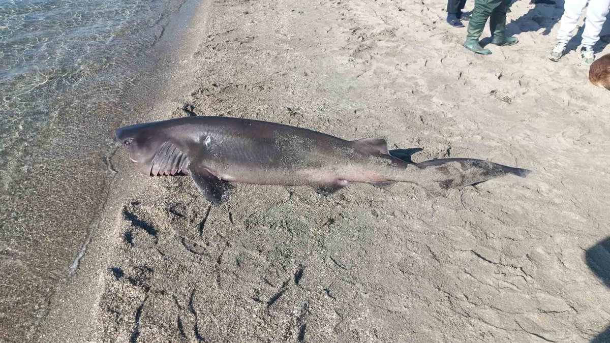 Bu görüntü Miami sahillerinden değil, Türkiye'den! Sahilde köpek balığı bulundu