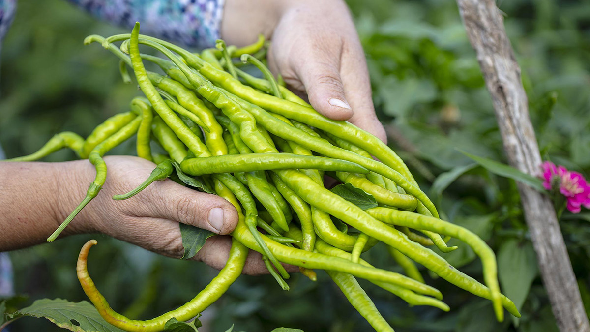 Gıda ürünlerinde pestisit alarmı... En çok yeşil biber, kapya biber, maydanoz, marulda var