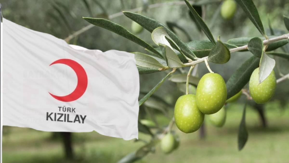 İhale tarihi belli oldu: Kızılay, 120 bin metrekarelik zeytinliği satışa çıkardı