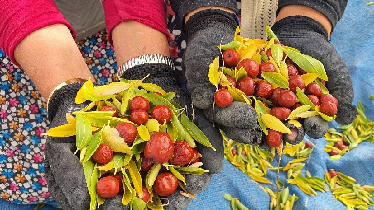 Ölümsüz olmak isteyen başucundan ayırmıyor! Çinliler gözü kapalı tüketiyor, Türkiye’de de bolca yetişiyor