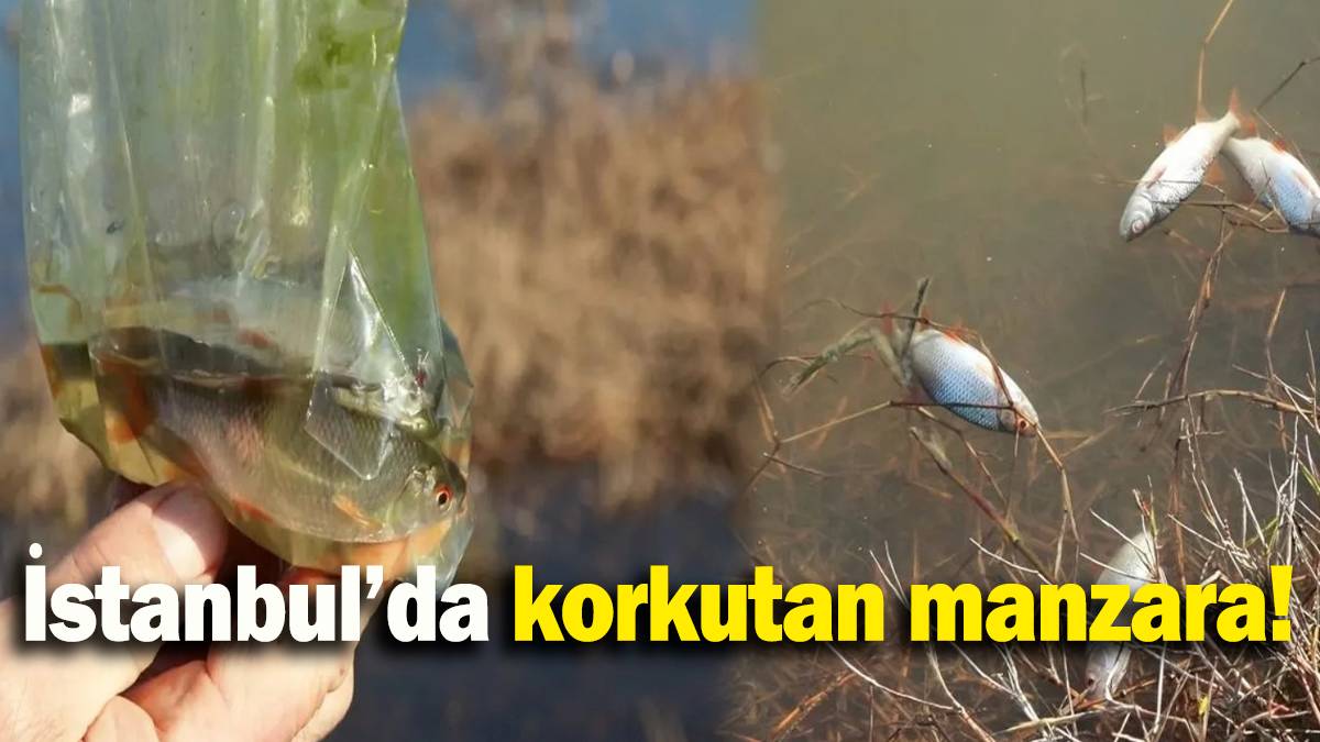 İstanbul'da korkunç görüntü! 10 değil, 50 değil, yüzlercesi kıyıya vurdu: Nedeni ortaya çıktı