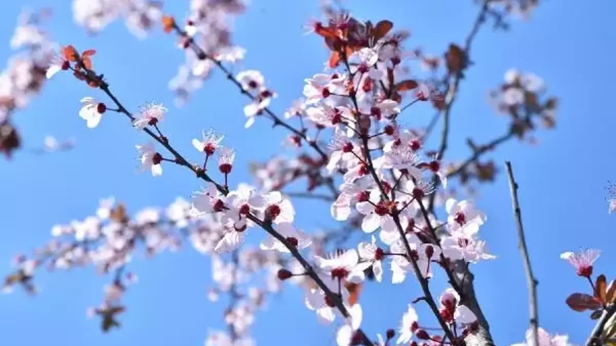 Cemre ne zaman düşecek? 2025 cemre düşme tarihleri belli oldu: Baharın habercisi önce havaya, sonra suya...