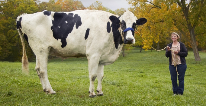 Dünyanın en büyük ineği Blosom öldü