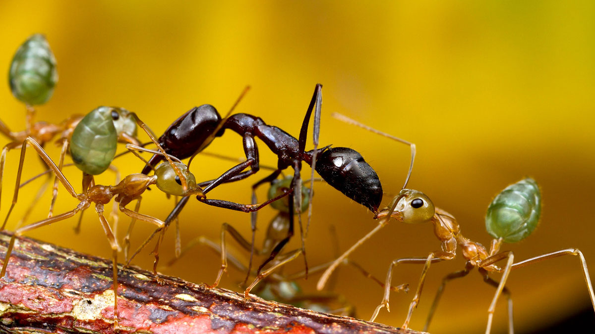 Karıncaların da insanlar gibi kin güdebildiği ortaya çıktı! Bilimsel araştırmadan çarpıcı sonuç