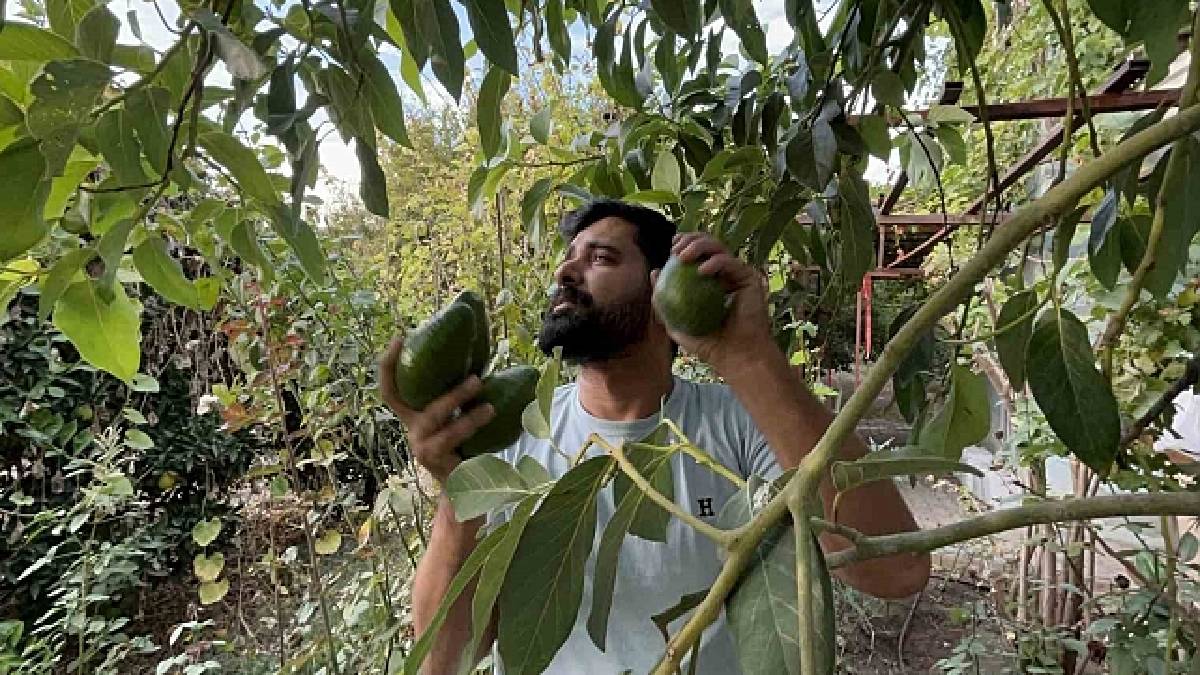 Sağlıklı olduğunu bir kez daha kanıtladı! Her gün tüketen ömrüne ömür katıyor! Avokadonun bilinmeyen faydaları