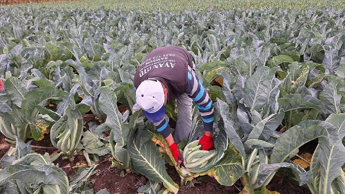 Karadeniz’in tarım ambarında yetişiyor! Altın gibi değerlendi! Karaborsaya düştü…