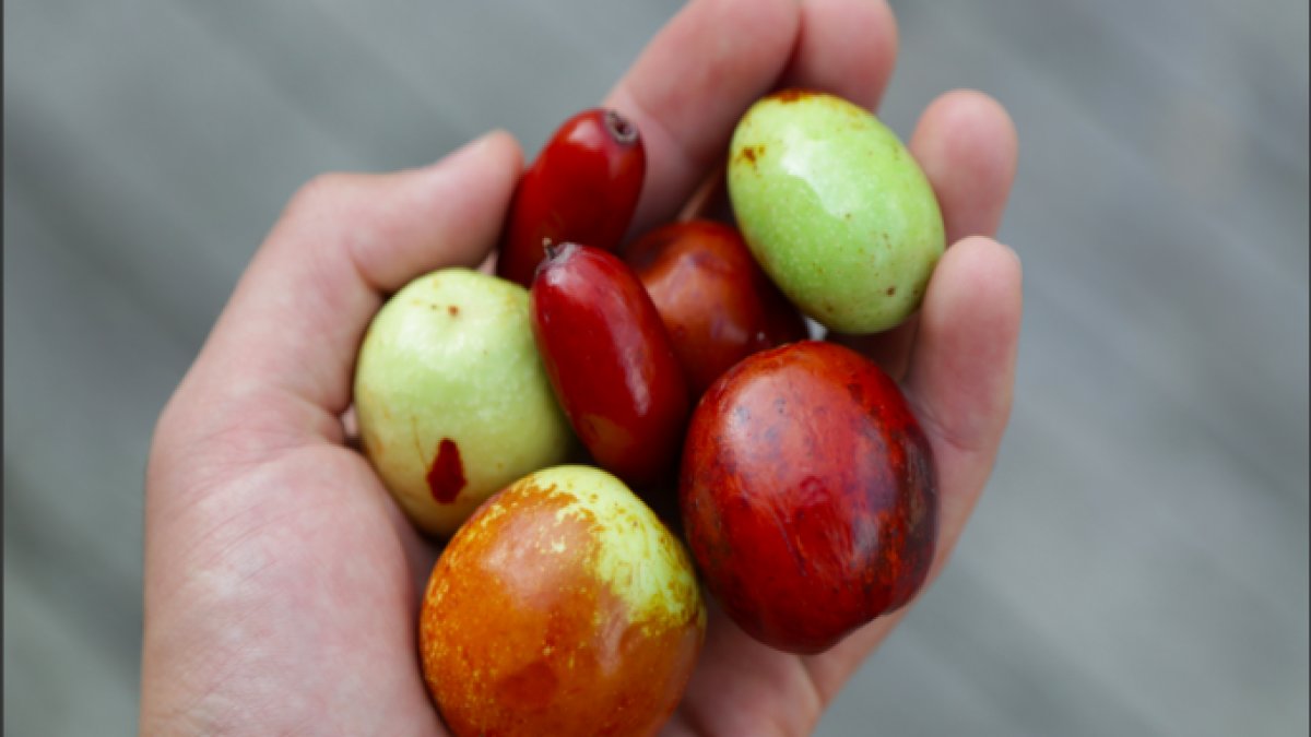 Millet bir tane bulamıyor Türkiye'de 6 çeşidi var! Çin hurması olarak da biliniyor
