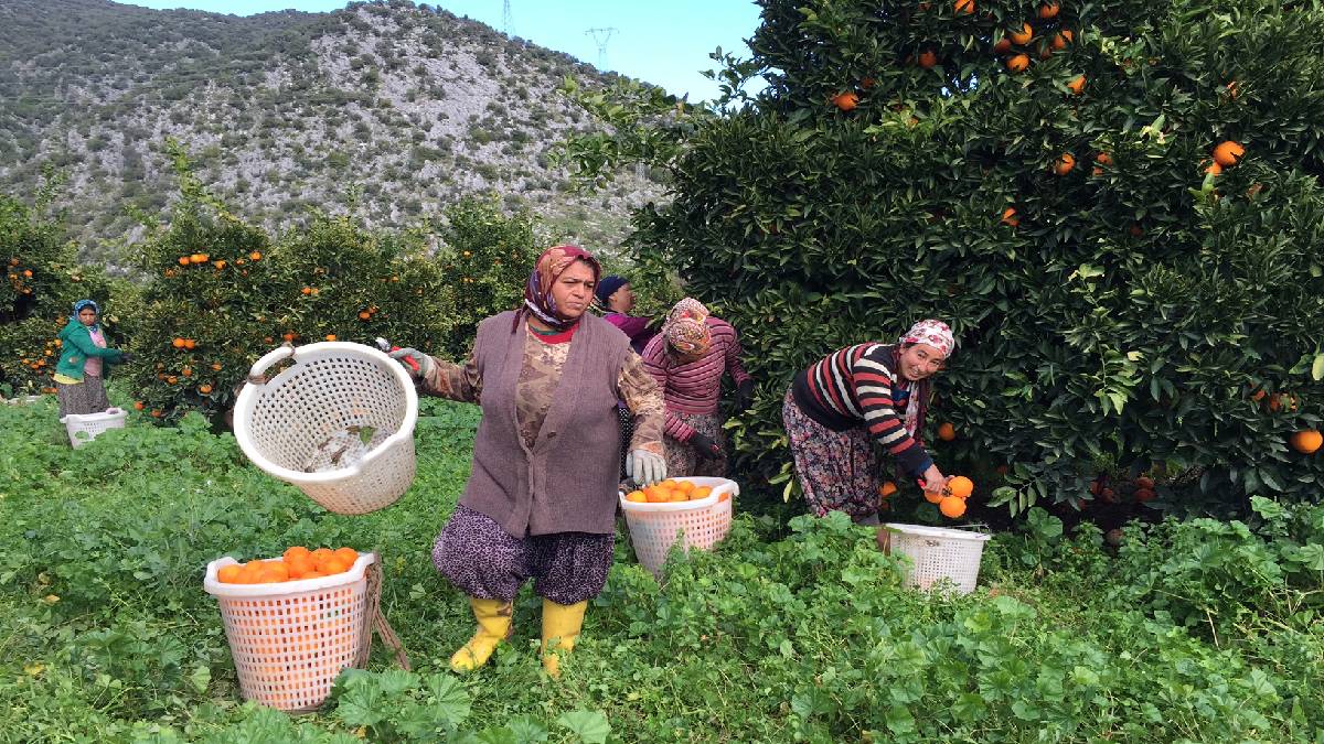 Sabah 7’de toplanmaya başlıyor, hem dağ hem denizden besleniyor! İlk tadan Ankara, İstanbul oluyor