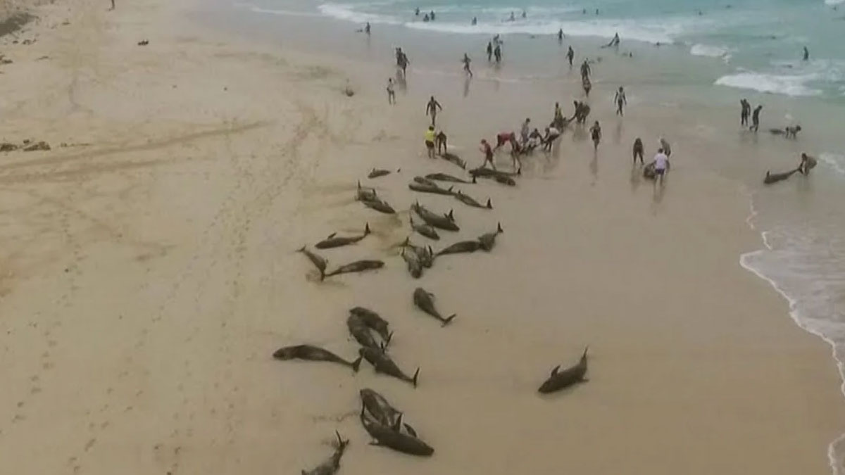 Somali’de deniz ekosistemi alarmda: Puntland kıyılarında 110 yunus ölü bulundu