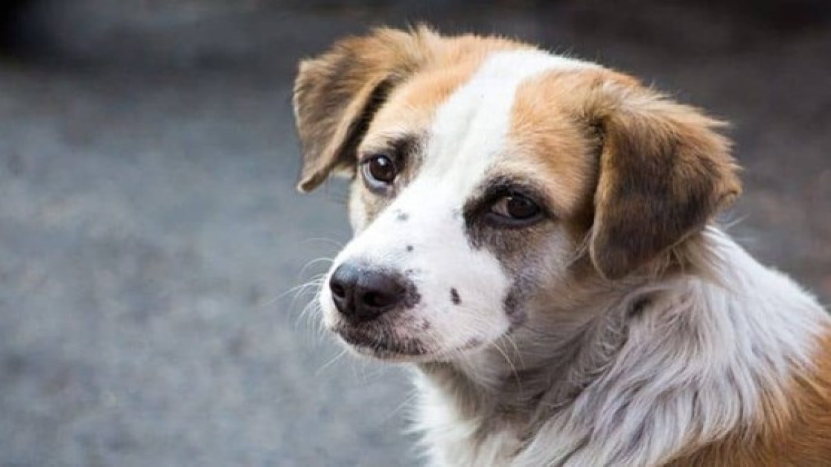 Hayvanını sokağa bırakana 72 bin lira ceza uygulanacak