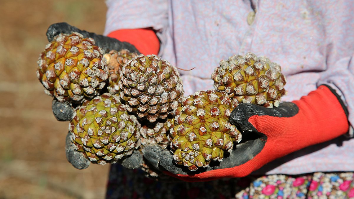 Diz ağrılarını tarihe gömüyor! Her derde deva künarın faydaları neler? Kilosu 1700 liraya satılıyor