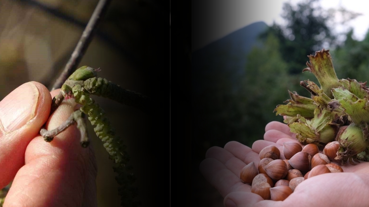 Fındık üreticilerine müjde! Bu sene fındıklar dallardan sarkacak: O görüntü yüz güldürdü