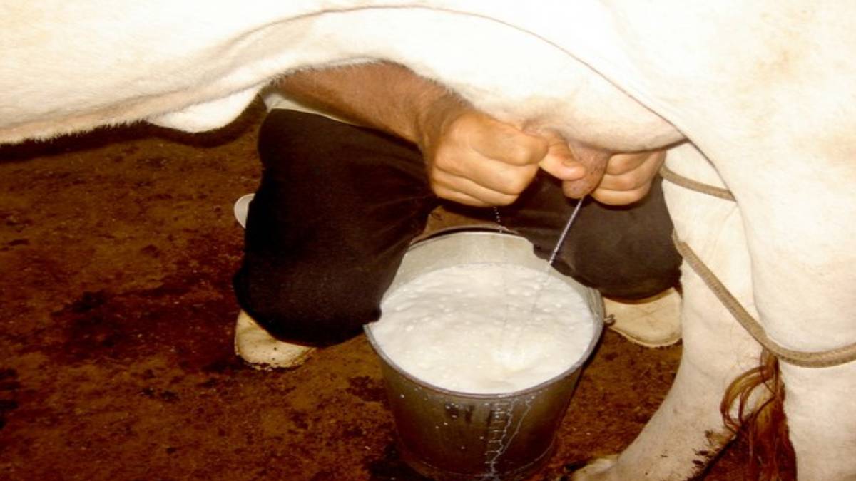 Süt sağımında yeni bir yöntem: Çiftçi zekasını konuşturdu!