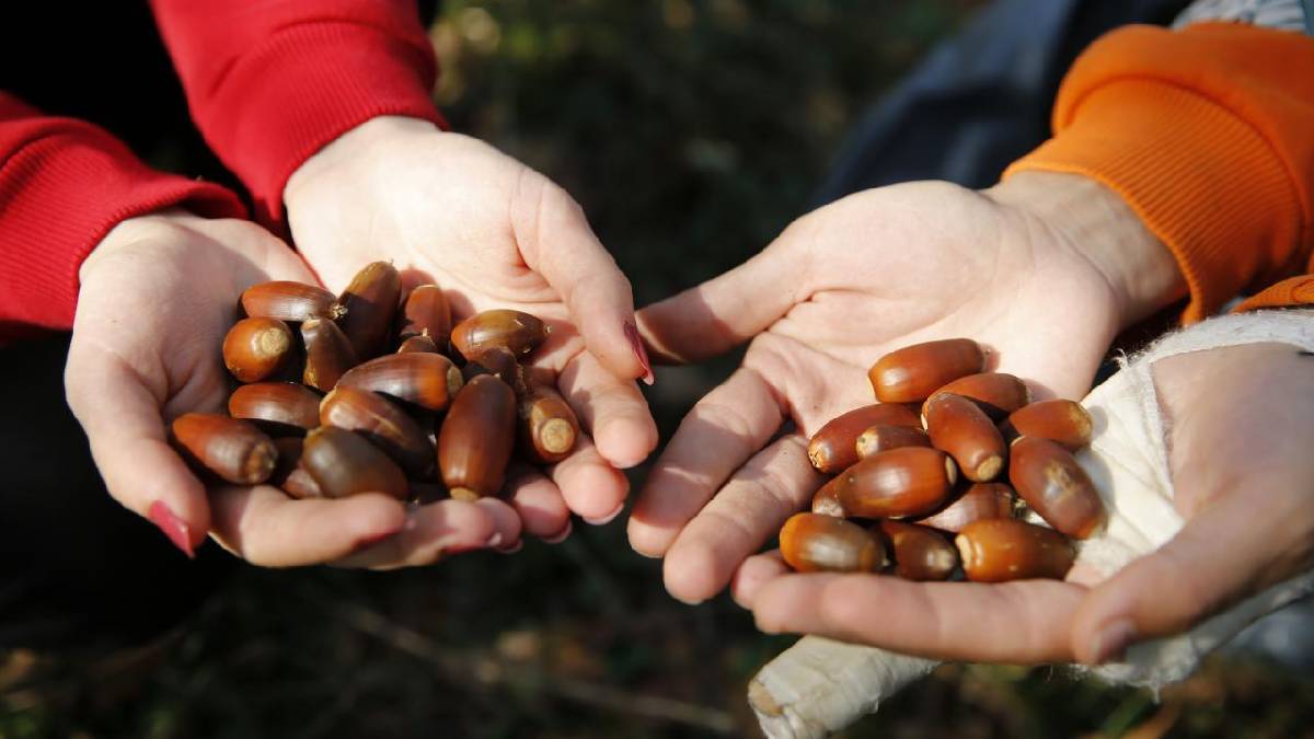 Sadece sincaplara yar olmayacak! Batman’da toplanıyor kestane gibi tüketiliyor! Tanesi 14 TL…