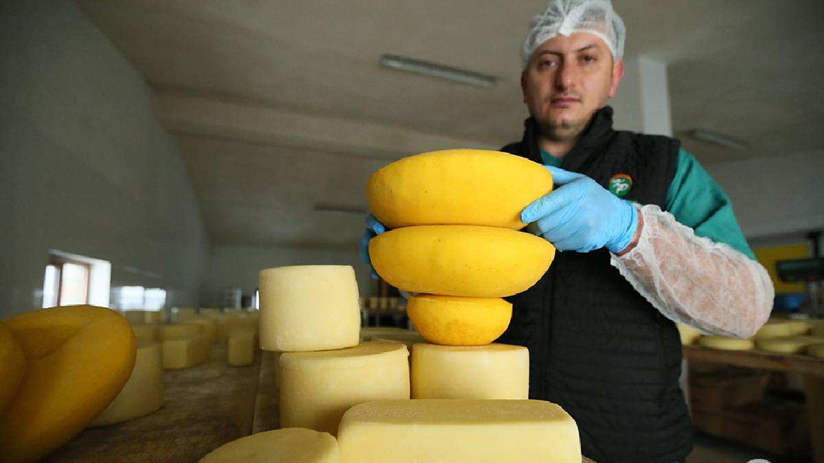 Bu peyniri yiyen hastalık yüzü görmeyecek! İçinde öyle bir şey var ki... Karslılar yeni keşfetti