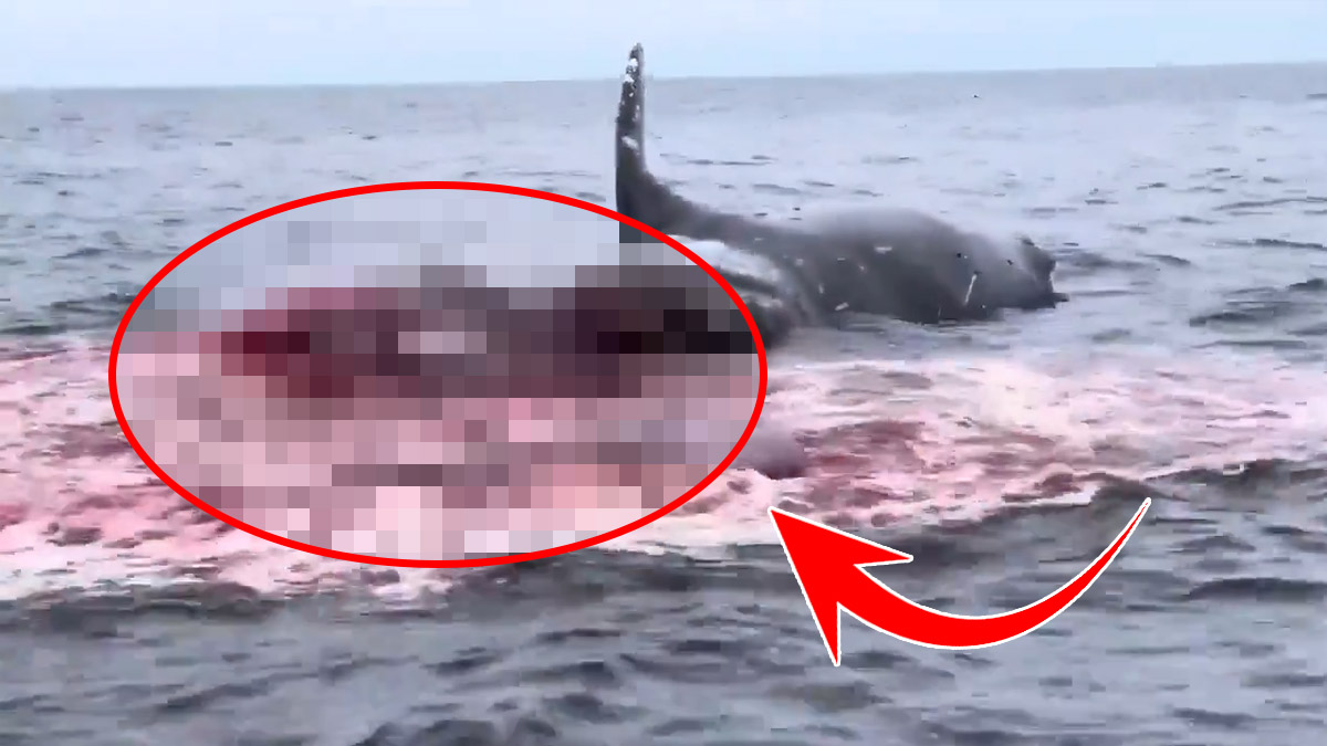 Denizde şok eden anlar! Balina 'bomba' gibi patladı: İç organları saçıldı!