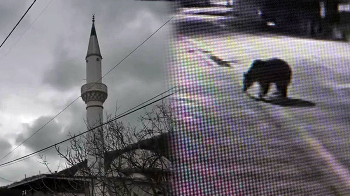 Firar eden ayı bulunamayınca camiden anons yapıldı! O kentte yaşayanlar dikkatli olmalı