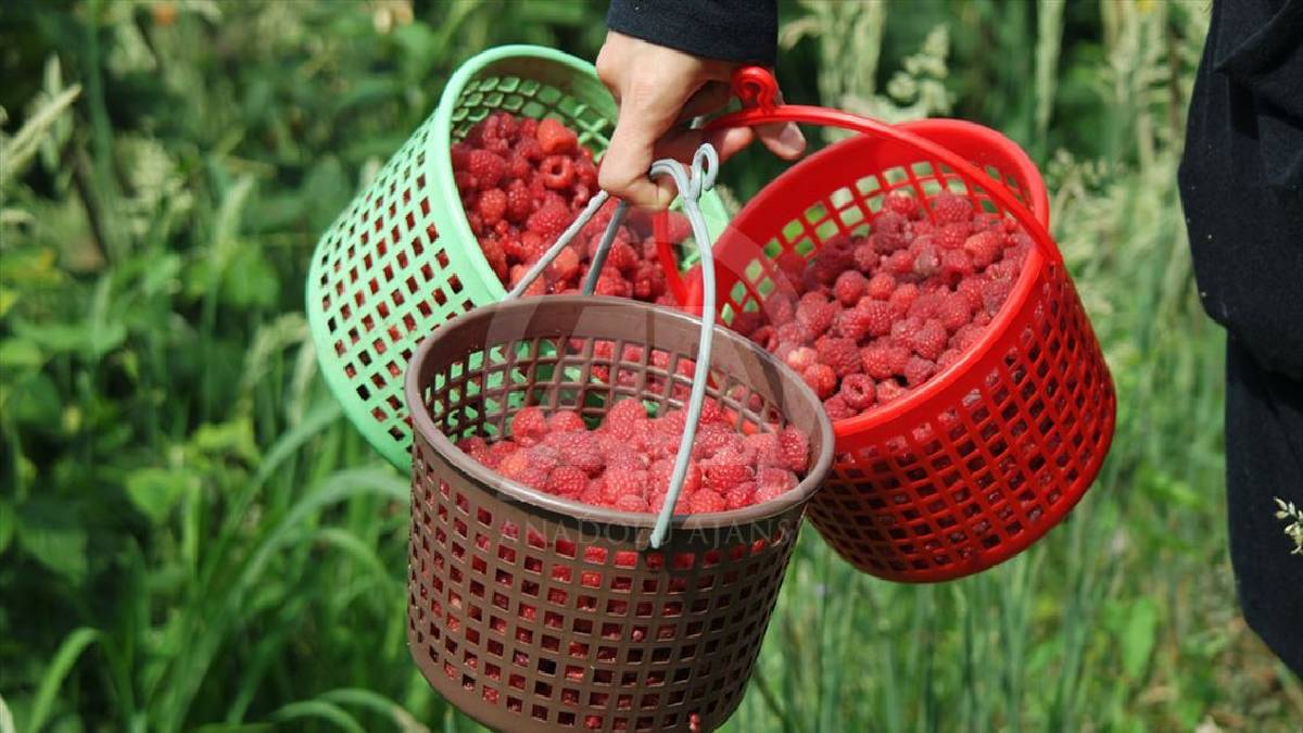 Doktorlar reçete diye yazıyor, almayan bin pişman oluyor! Dünyanın kırmızı tatlılığı yaşınızı da gizliyor
