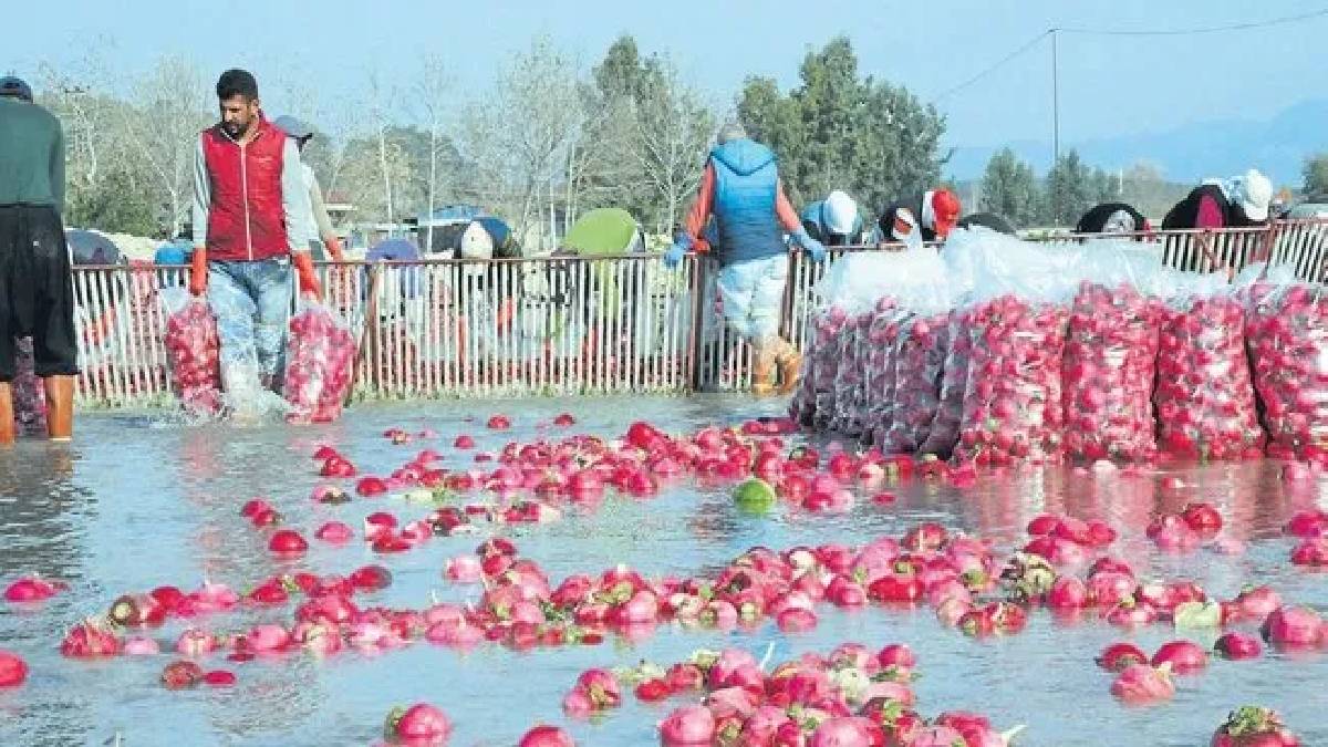 Önce çayda yıkanıyor, sonra satışa çıkarılıyor! En güzeli ise Kadirli’de yetişiyor! Bu yıl kilosu 10 TL’den satılıyor