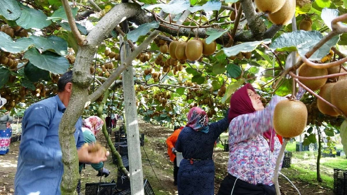 Pandemide başladı Türkiye’ye ulaştı! Boyutuna göre fiyatlandırılıyor, kilosu 47 TL’den satılıyor!  Kış aylarının sağlık deposu