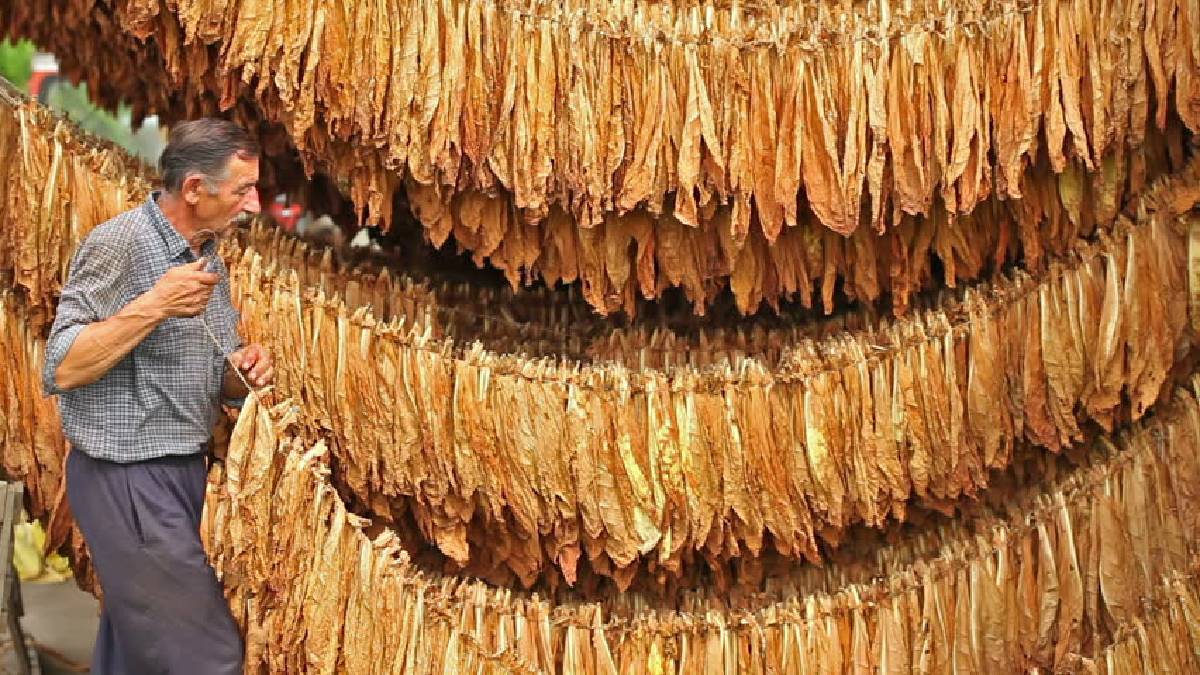 Sadece özel izinle yetiştiriliyor, baş fiyatı 180 TL geliyor! Bölgedeki tehlike her geçen gün artıyor