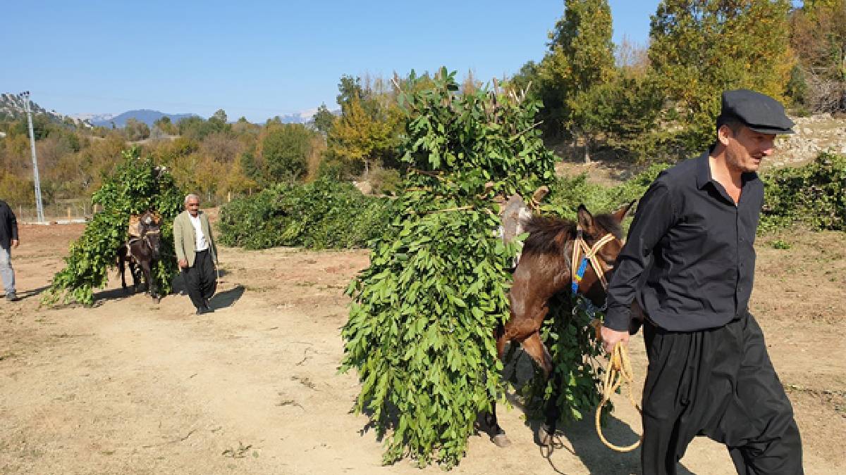 Sıfır emek yüksek getiri! Samsun’da toplanıyor, üreticiye bol kazandırıyor! Kilosu 35 TL’den satılıyor
