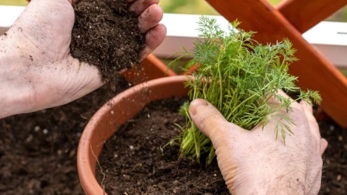 Balkonunuzu Şubat’ta tarım alanına çevirin! Bu bitkileri ekin, marketteki yüksek fiyatlara veda edin!