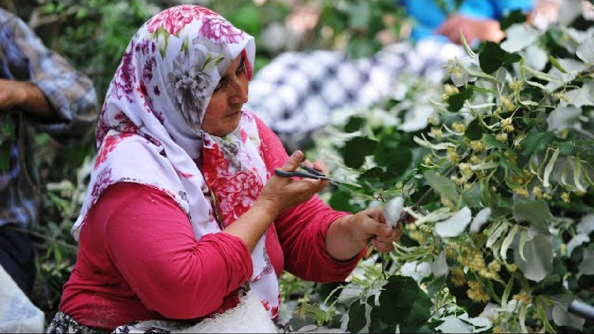 Çiftçi ürününü söküyor bunu ekiyor! Kilosu 5 bin liradan altına yeni rakip: Bu fiyata rağmen kapış kapış satılıyor