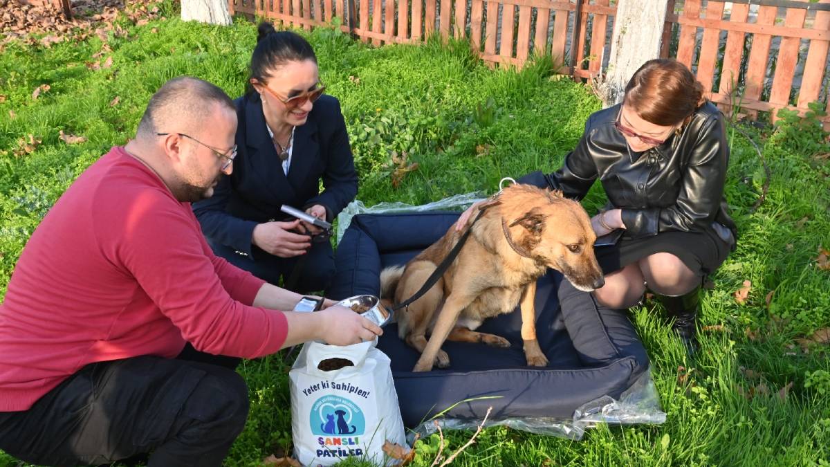 Büyükşehir’den hayvan sahiplenmeye teşvik kampanyası