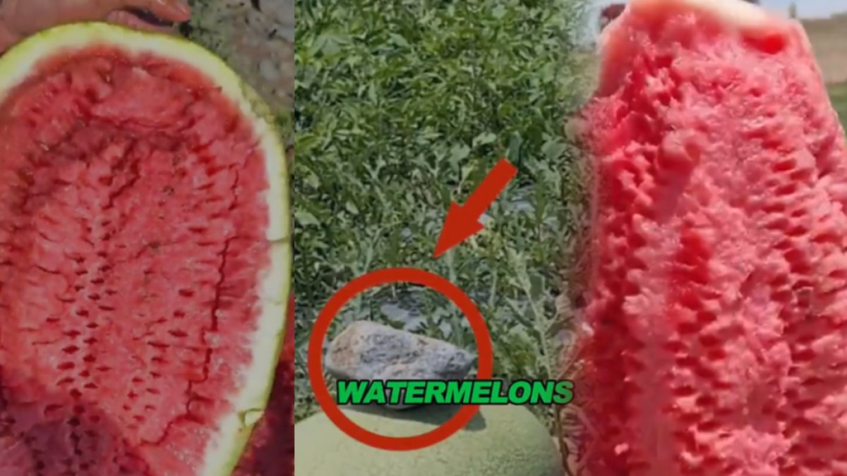 Karpuzun üzerine bu taşı koyun mucizeye tanık olun! Hem bal gibi tatlı hem de bol sulu oluyor