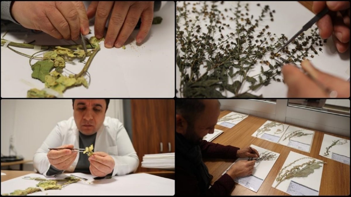 Mardin'de bulunuyor özel yöntemlerle kurutuluyor! Dünyada başka yerde yok: Titizlikle korunuyor