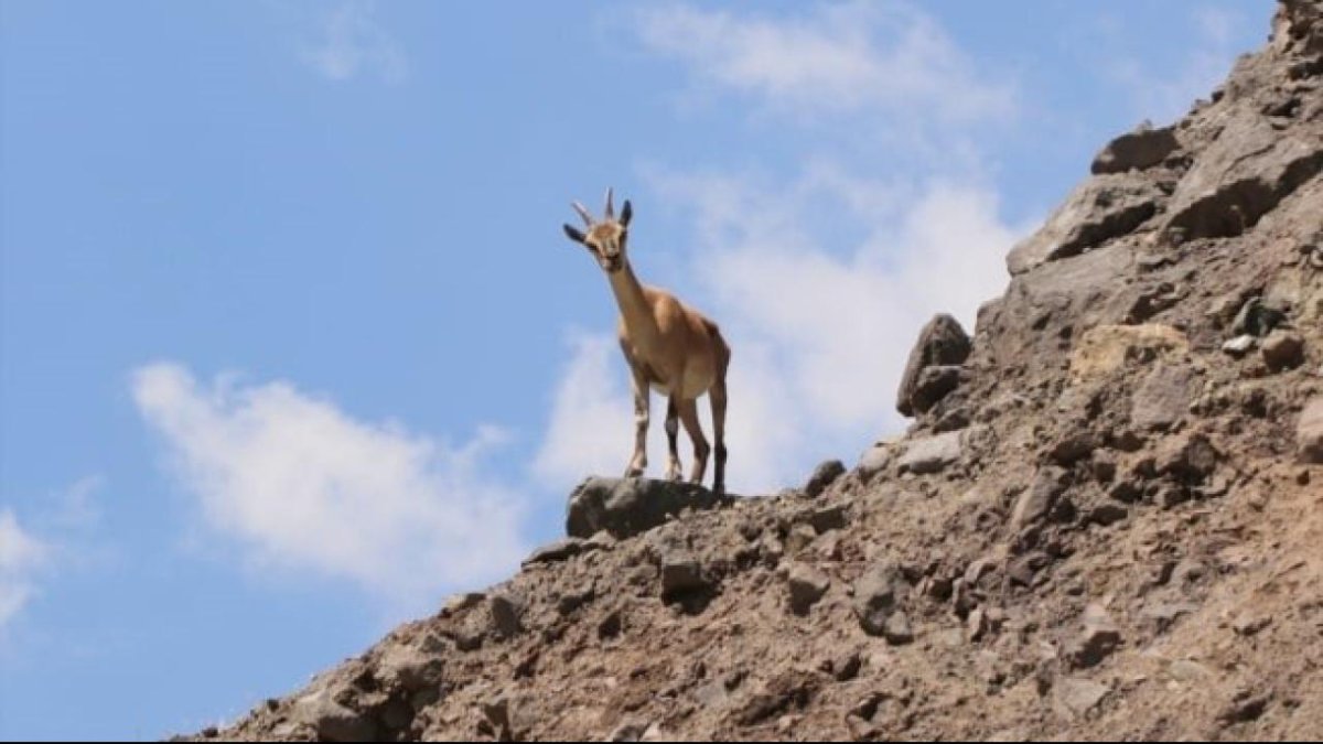 Malatya’da yasa dışı keçi avına 661 bin liralık ceza verildi