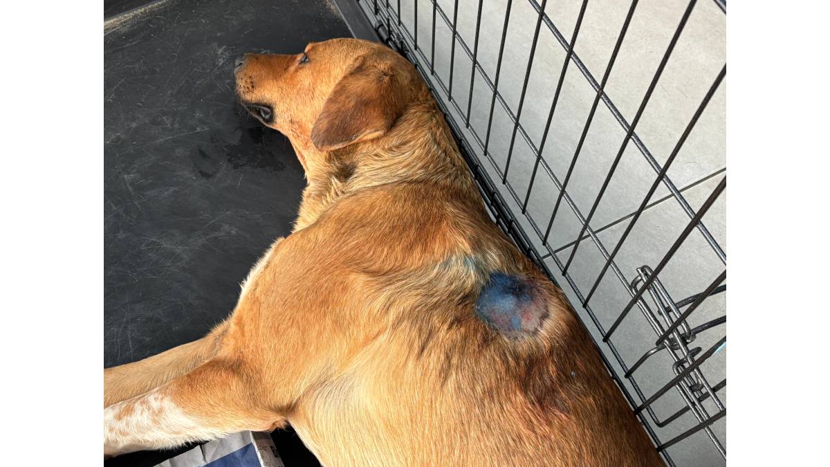 Yaralı köpeği kurtarmak için zamanla yarıştılar