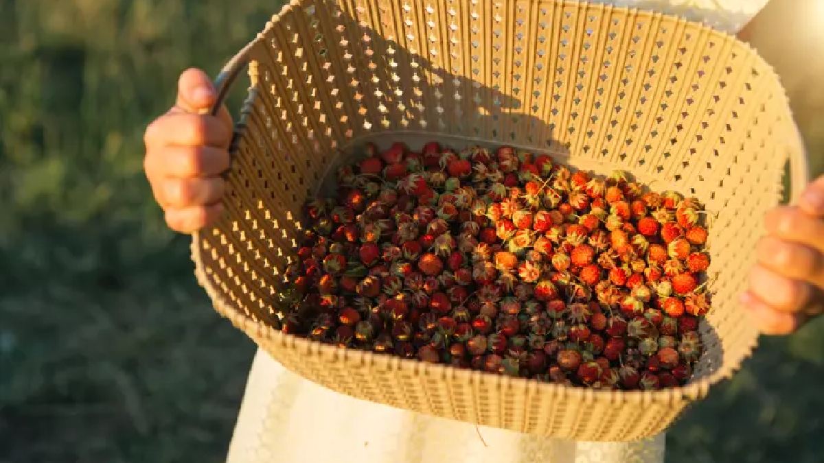 Sivaslıların neden avuç avuç yediği belli oldu! Faydasını duyan hemen almaya koşuyor: Doğal ilaç olarak görülüyor