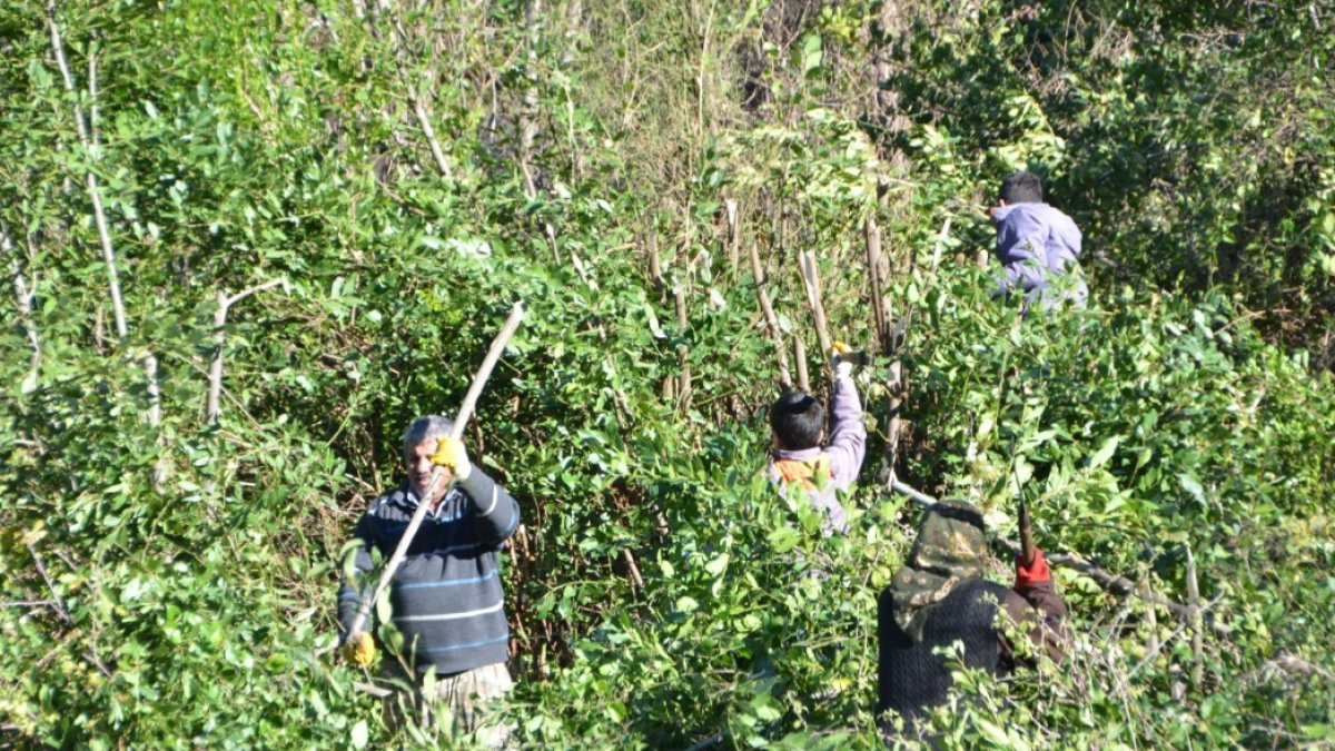 O ilimizden Amerika ve Avrupa ülkelerine gidiyor! Geleceğin yeşil altını doğada kendi kendine yetişiyor: Ailelerin geçim kaynağı