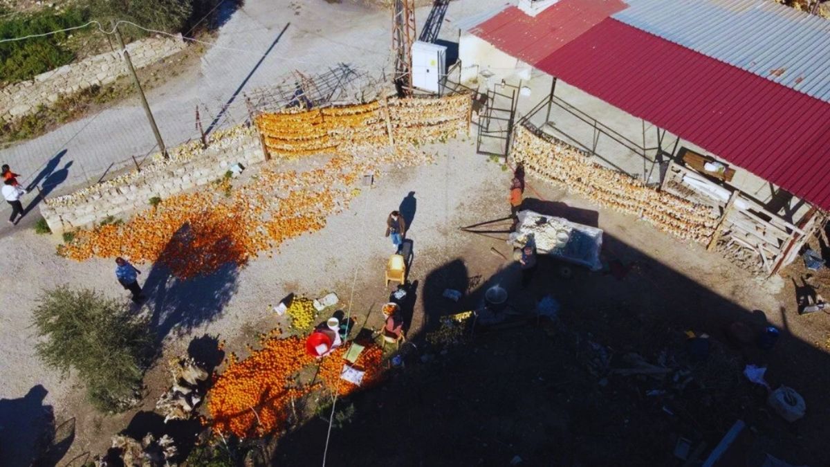 Çiftçi sadece meyvesinden değil kabuğundan da para kazanıyor! Çamaşır iplerinde kurutuyor, 25 TL’den satıyorlar